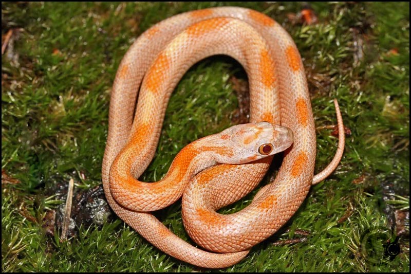 Hypo Toffee Bloodred Striped